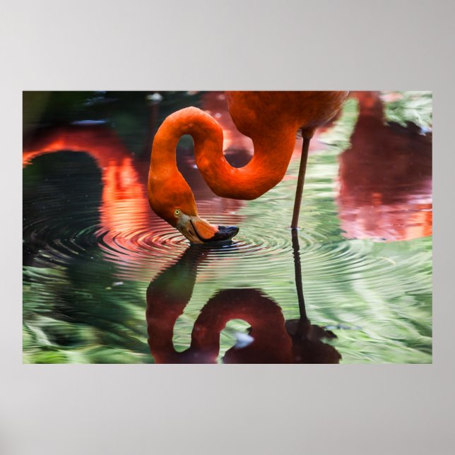 PINK FLAMINGO POSTER (Vorne)