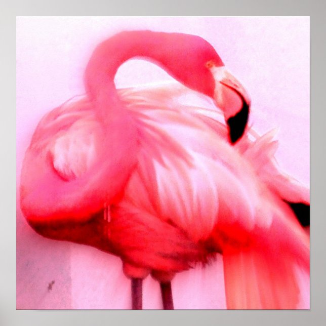 Pink Flamingo Poster (Vorne)
