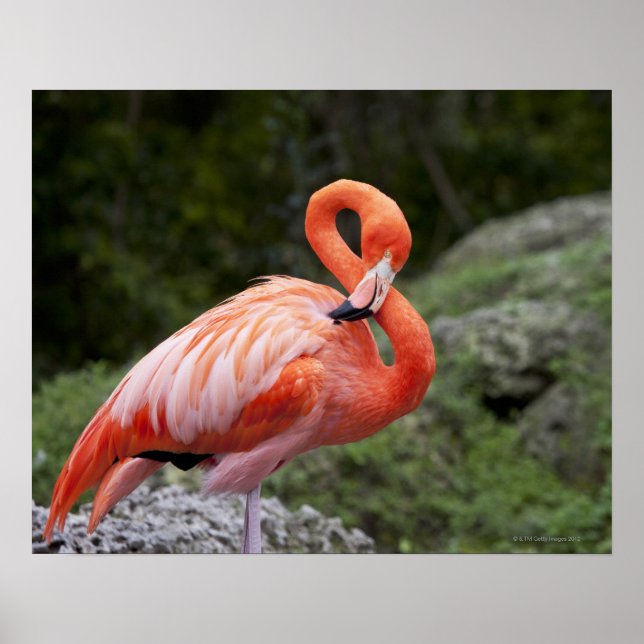 Pink Flamingo Poster (Vorne)