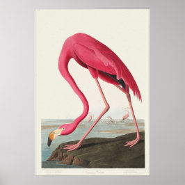 Pink Flamingo Poster