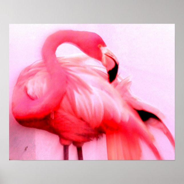 Pink Flamingo Poster (Vorne)