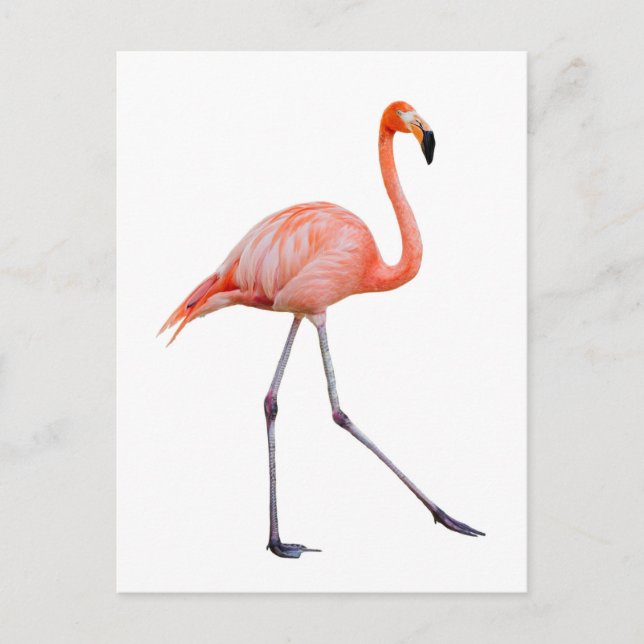 Pink Flamingo Postkarte (Vorderseite)