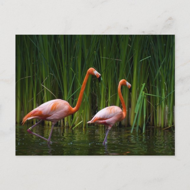 PINK FLAMINGO POSTKARTE (Vorderseite)