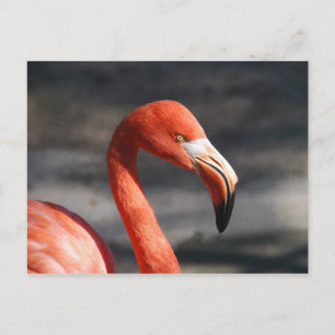 Pink Flamingo Postkarte