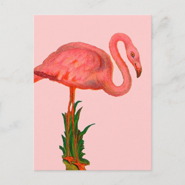 Pink Flamingo Postkarte (Vorderseite)