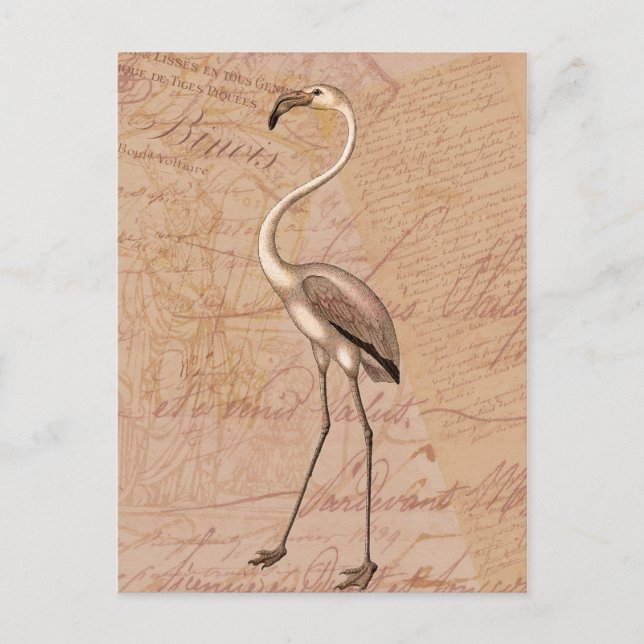 Pink Flamingo Postkarte (Vorderseite)