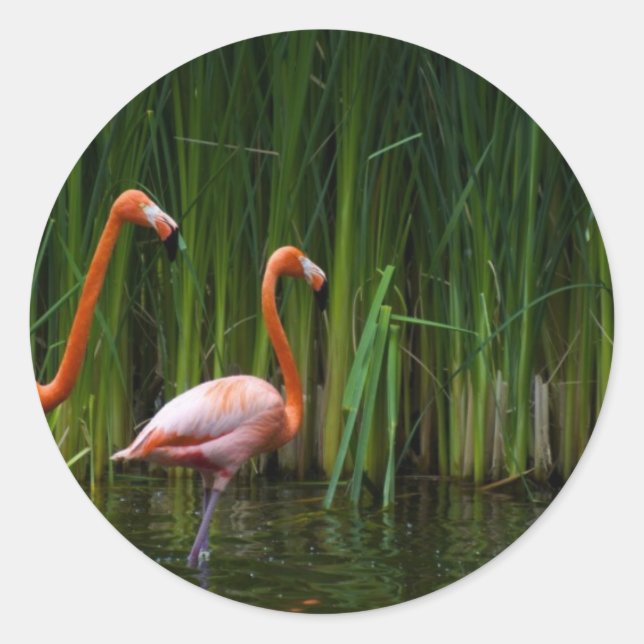 PINK FLAMINGO RUNDER AUFKLEBER (Vorderseite)