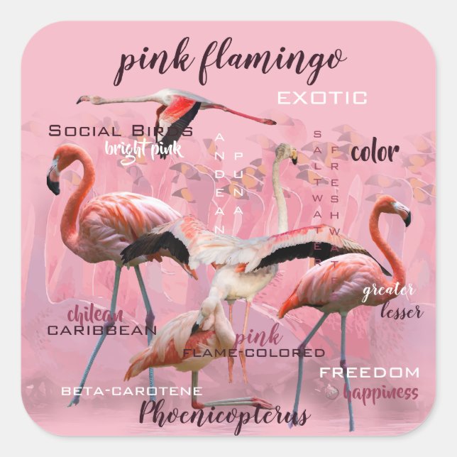 Pink Flamingo Typografie | Angepasst Quadratischer Aufkleber (Vorderseite)