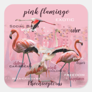 Pink Flamingo Typografie Angepasst Quadratischer Aufkleber