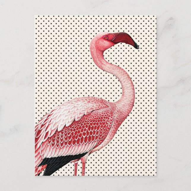 Pink Flamingo und Vintage Polka Dots Postkarte (Vorderseite)