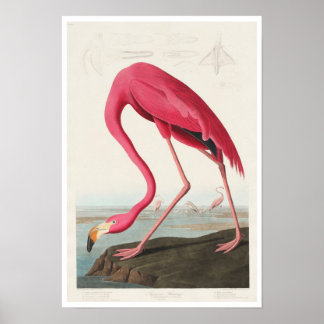 Pink Flamingo von Audubon Poster
