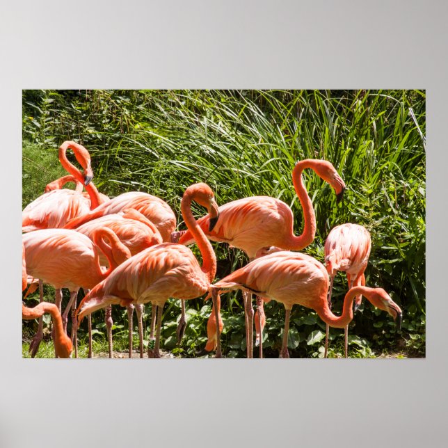 Pink Flamingos Bird Poster (Vorne)