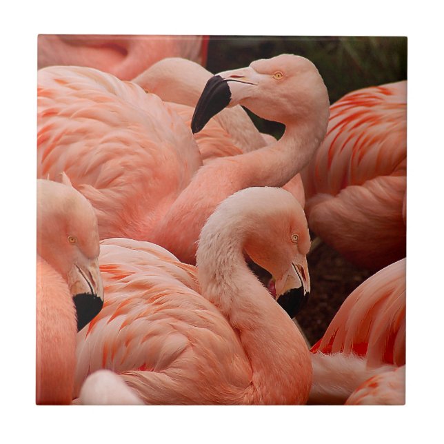 Pink Flamingos Fliese (Vorderseite)