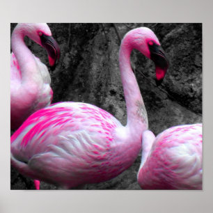 ~Pink Flamingos~ PINK FLAMINGOS, KÜMMERN SIE! Poster