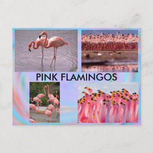 Pink Flamingos Postcard Postkarte