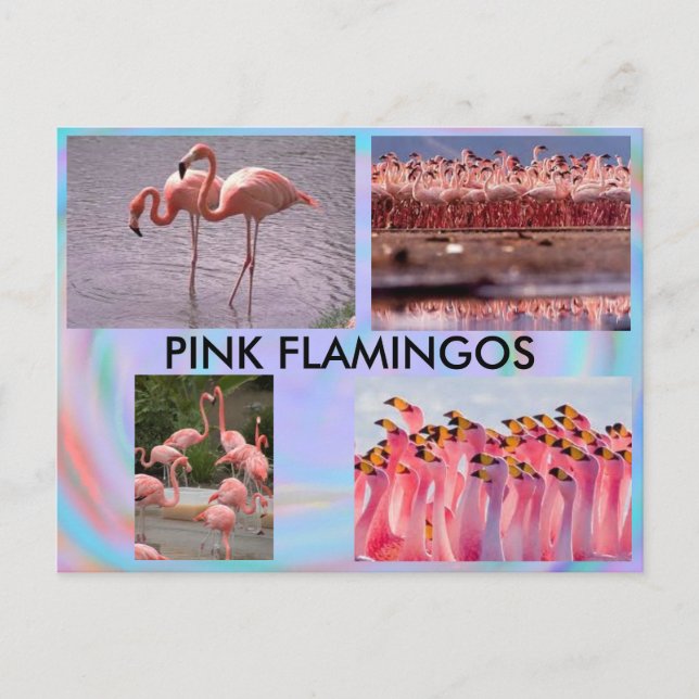 Pink Flamingos Postcard Postkarte (Vorderseite)