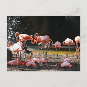 Pink Flamingos Postkarte