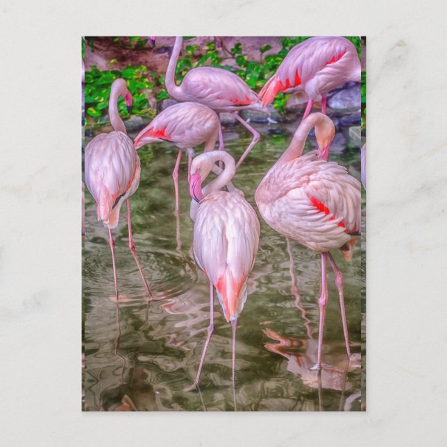 Pink Flamingos Postkarte (Vorderseite)