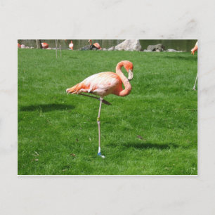 Pink Flamingos Postkarte