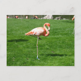 Pink Flamingos Postkarte