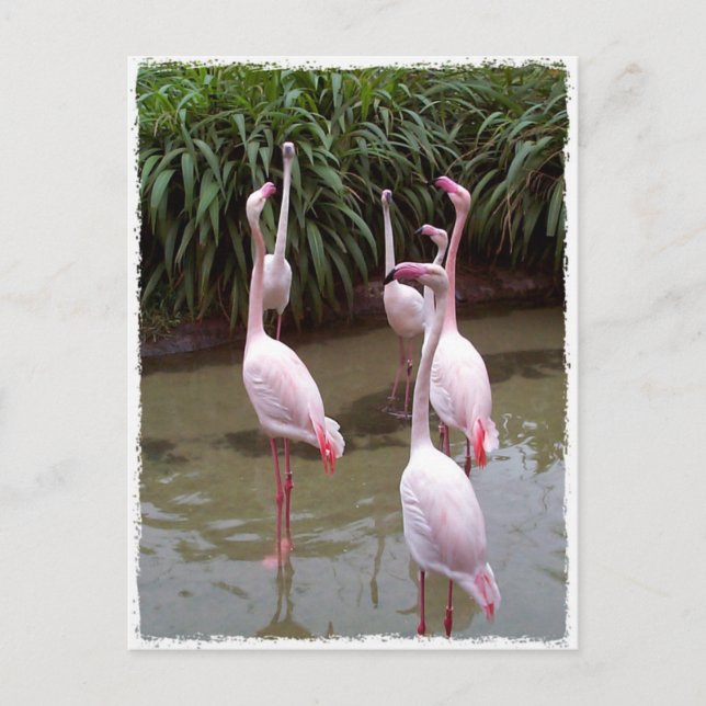 Pink Flamingos Postkarte (Vorderseite)