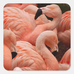 Pink Flamingos Quadratischer Aufkleber