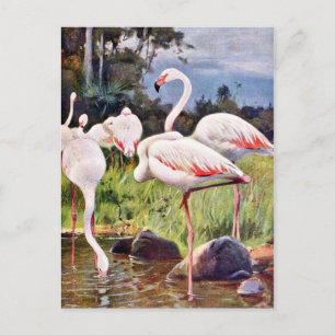 Pink Flamingos Vintage Illustration Postkarte