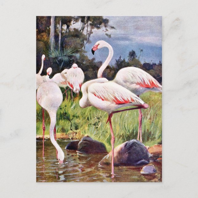 Pink Flamingos Vintage Illustration Postkarte (Vorderseite)