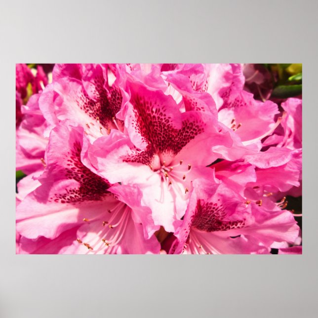 Pink Floral Bliss - Personalisiert Poster (Vorne)