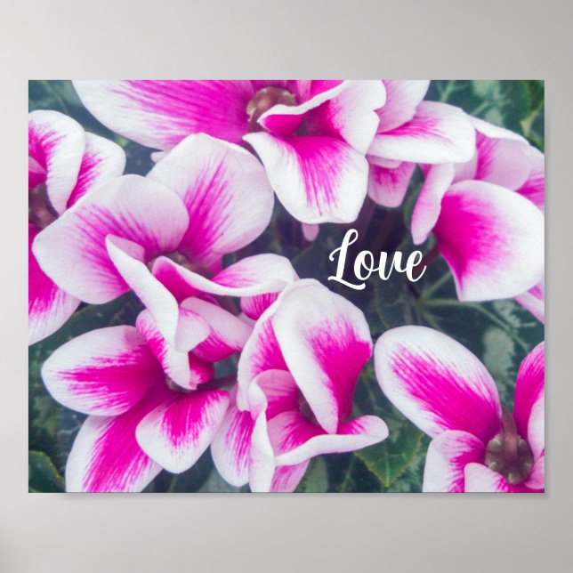 Pink Floral Cyclamen Fotografie Poster (Vorne)