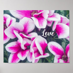 Pink Floral Cyclamen Fotografie Poster