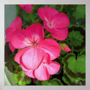 Pink Floral Fotografie Poster
