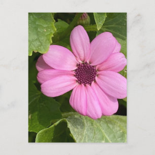 Pink Floral Fotografie Postkarte