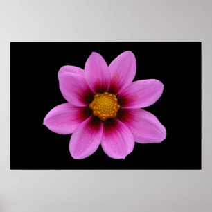Pink Floral Poster
