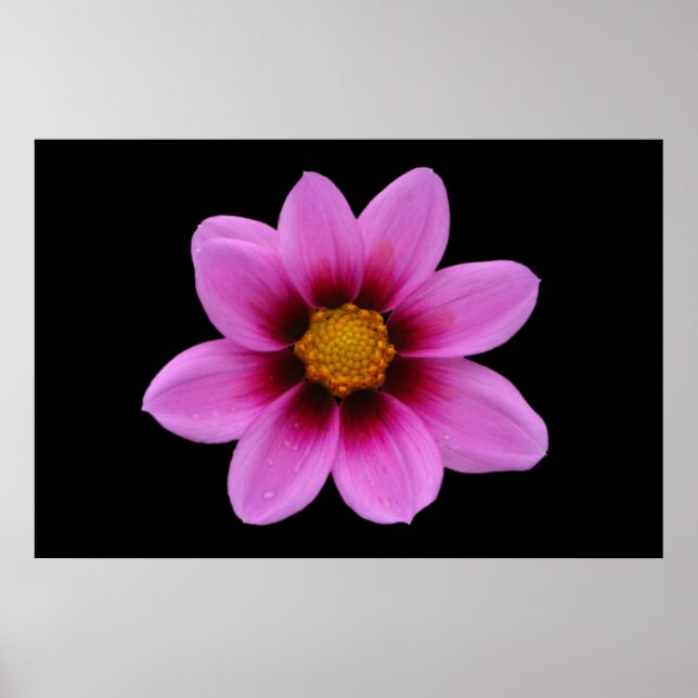 Pink Floral Poster (Vorne)