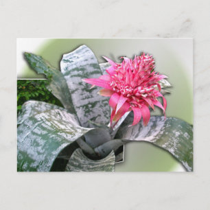 Pink Flower Bromeliad Postkarte