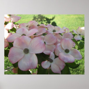 Pink Flower Dogwood Poster