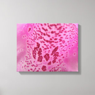 Pink Foxglove Petal Canvas Print Leinwanddruck