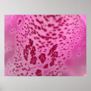 Pink Foxglove Petal Print Poster