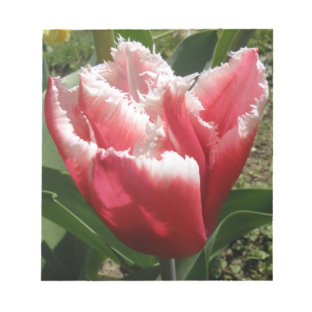 Pink Fringed Tulip Notepad Notizblock (Vorderseite)