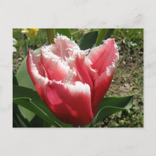 Pink Fringed Tulip Postkarte