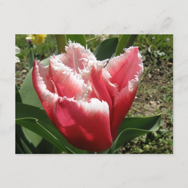 Pink Fringed Tulip Postkarte (Vorderseite)