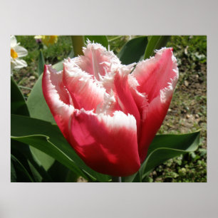 Pink Fringed Tulip Print Poster