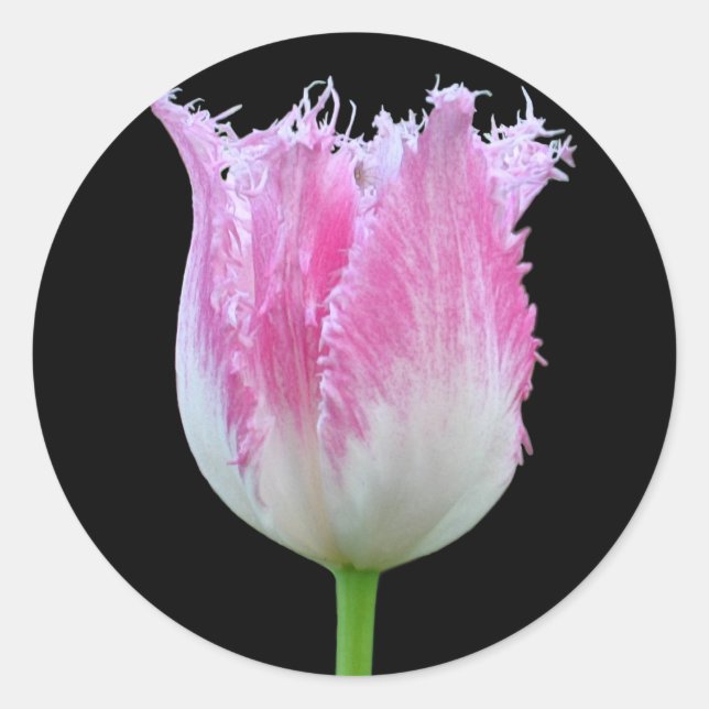 Pink Fringed Tulip Stickers (Vorderseite)