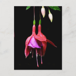 Pink Fuchsia-Blume Postkarte
