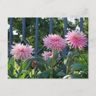 Pink Fuji Mums Postkarte