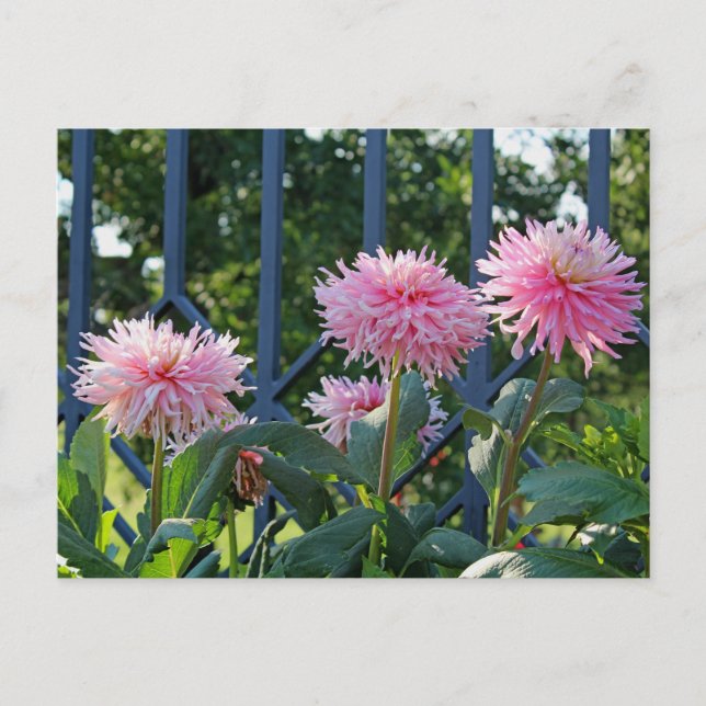 Pink Fuji Mums Postkarte (Vorderseite)