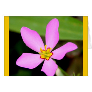 Pink Funky Blume