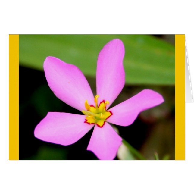 Pink Funky Blume (Vorderseite (Horizontal))