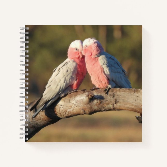 Pink Galahs Notizbuch (Vorderseite)